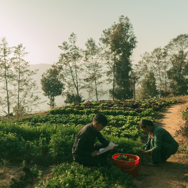 One of Dwarika's six organic farms. 