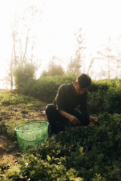 Fresh harvest from Dwarika's organic farm