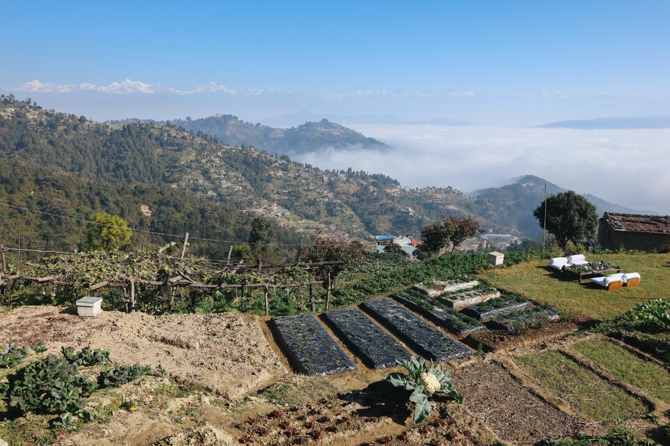 From Nepali Soil to the Table