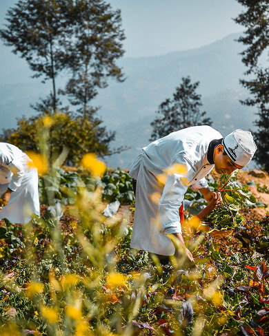 Chefs harvesting fresh vegetables from the organic farm with mountain views
